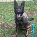 Photo of Nova