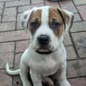 Photo of Chip