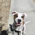 Photo of Bongo