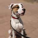 Photo of Bongo