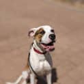 Photo of Bongo