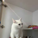 Photo of Snowdrop