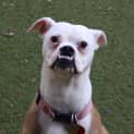Photo of Scooby