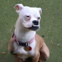 Photo of Scooby