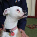 Photo of Scooby