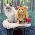 Photo of Lily & Crumpet   Located In Preston