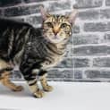 Photo of Mason   Located In Preston
