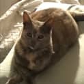 Photo of Momo