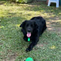 Photo of Monty   6 Year Old Border Collie X (Trial)