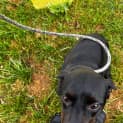 Photo of Milo