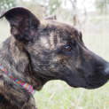 Photo of Izzy