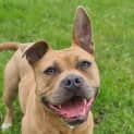 Photo of Goose