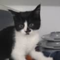Photo of Checkers