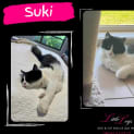 Photo of Suki