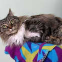 Photo of Boots