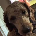 Photo of Rueben