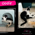 Photo of Oodie