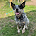 Photo of Willow