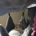 Photo of Mystique