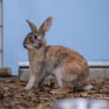 Photo of Fir