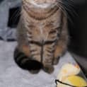Photo of Willow