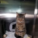 Photo of Willow