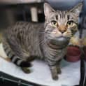 Photo of Willow