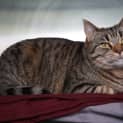 Photo of Willow