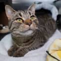 Photo of Willow