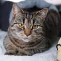 Photo of Willow
