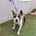 Photo of Buster