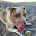 Photo of Phoenix   1 Year Old Bulldog X (Trial)