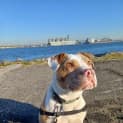 Photo of Phoenix   1 Year Old Bulldog X (Trial)