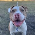 Photo of Phoenix   1 Year Old Bulldog X (Trial)