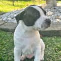 Photo of Tofu 8 Week Old Staffy X (Trial)