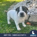 Photo of Tofu 8 Week Old Staffy X (Trial)