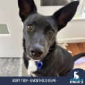 Photo of Toby   6 Month Old Kelpie (Trial)