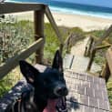 Photo of Toby   6 Month Old Kelpie (Trial)