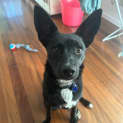 Photo of Toby   6 Month Old Kelpie (Trial)
