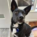 Photo of Toby   6 Month Old Kelpie (Trial)
