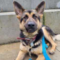 Photo of Rosie