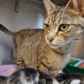 Photo of Duchess