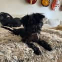 Photo of Maverick 