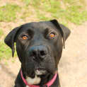 Photo of Buster