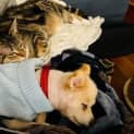 Photo of Nala Pembleton