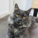 Photo of Sereen   Located In Pascoe Vale South