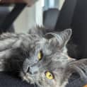 Photo of Sereen   Located In Pascoe Vale South