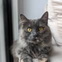 Photo of Sereen   Located In Pascoe Vale South