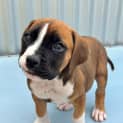 Photo of Daisy
