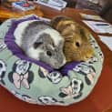 Photo of Ember & Ivy